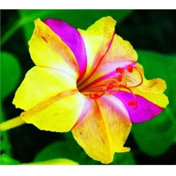 Four O'Clock Marvel of Peru Seeds - 50 seeds - Picture 3 of 11